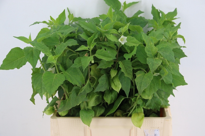 <h4>PHYSALIS LAMPION GREEN PER STEM</h4>