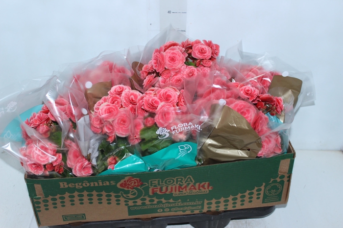 <h4>BEGONIA BORIAS P15</h4>
