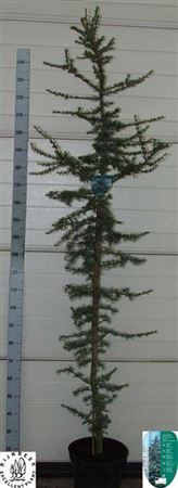 Zz Cedrus L Glauca 250cm