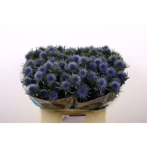 ERYNGIUM  'MAGNETAR QUESTAR'