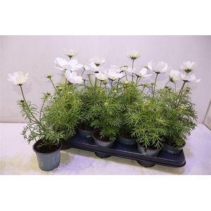 arr8 Cosm Bip Casa White