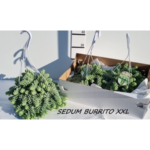 SEDUM BURRITO