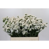 Limonium sinuatum Silvery Sun Birds