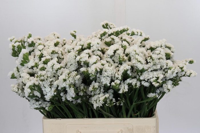 <h4>Limonium Silvery Sun Birds</h4>