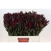 Leucadendron Saf Sunset Dark R.