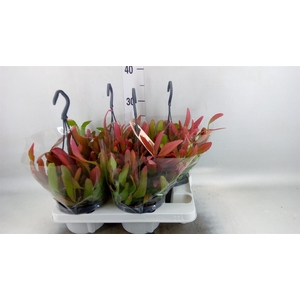 Rhipsalis   ...