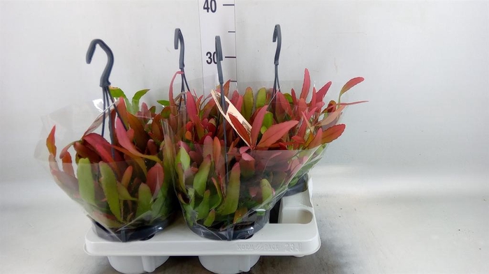<h4>Rhipsalis   ...</h4>