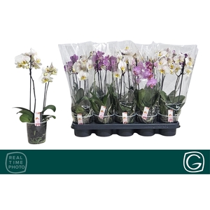PHAL MULTIFLORA MIX 2 TAK