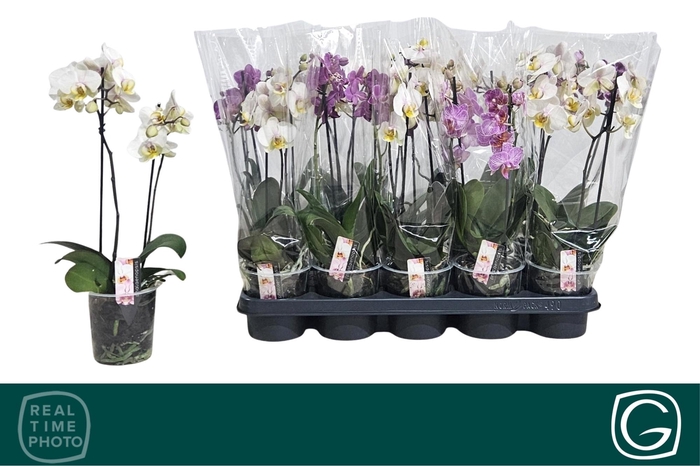 <h4>PHAL MULTIFLORA MIX 2 TAK</h4>