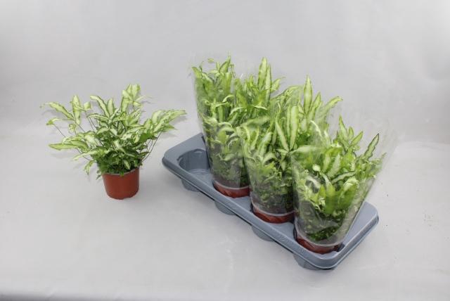 <h4>PTERIS ALBOLINEATA</h4>