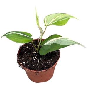 Philodendron Rio