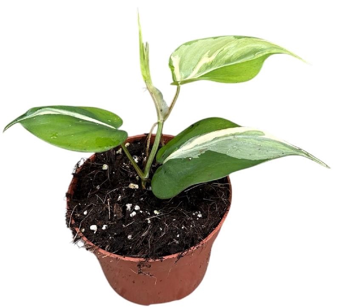 <h4>Philodendron Rio</h4>
