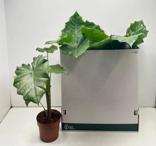 <h4>ALOC PORTODORA</h4>