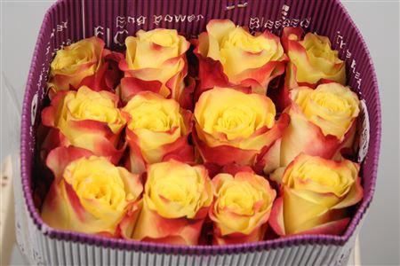 <h4>R Gr Hot Merengue+</h4>