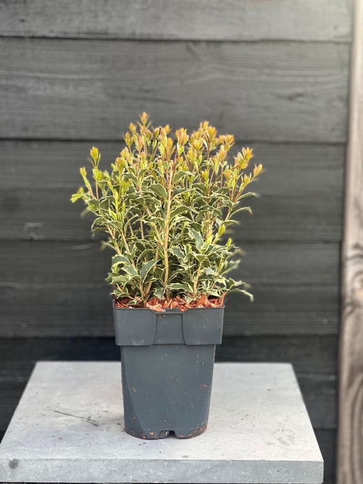 <h4>Osmanthus heterophyllus Variegatus</h4>