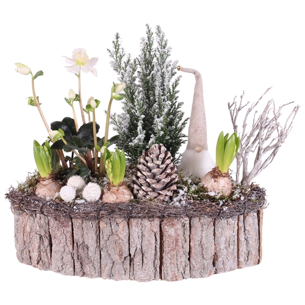 <h4>Christmas Arr.Outdoor Wooden Pot Oval bark salim ø40cm `5PP</h4>