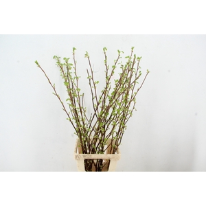 RIBES PER  STEM 100CM