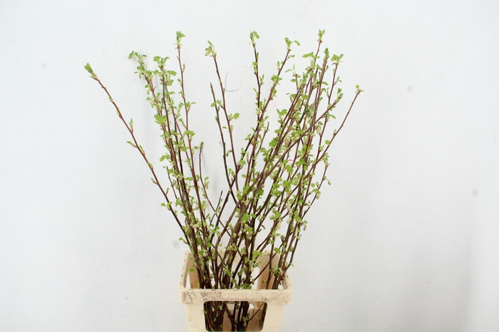 <h4>RIBES PER  STEM 100CM</h4>