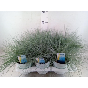 Festuca glauca 'Intens Blue'