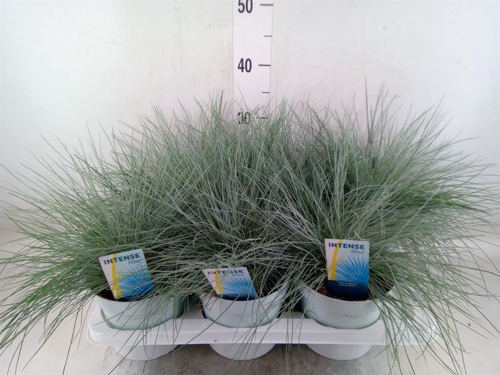 <h4>Festuca glauca 'Intens Blue'</h4>