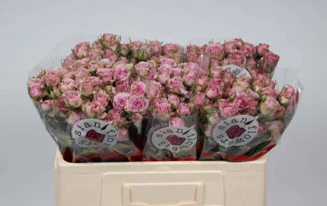 <h4>R TR MOTOWN</h4>