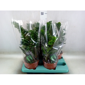 Zamioculcas zamiifolia 'Zenzi'