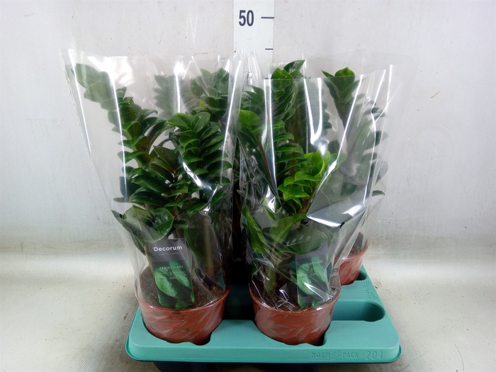 <h4>Zamioculcas zamiifolia 'Zenzi'</h4>