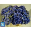 Hydrangea royal palace classic