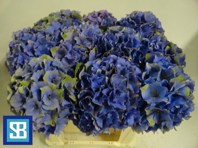 Hydrangea royal palace classic