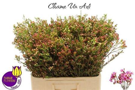 <h4>CHAME ADI KNOP</h4>