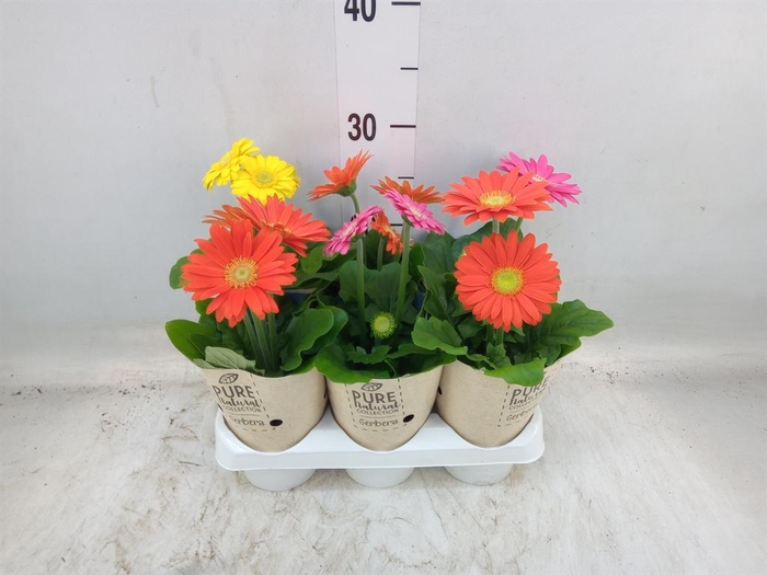 <h4>Gerbera  'Colourgame'   ...mix</h4>