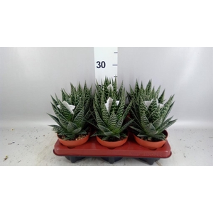 Aloe aristata 'Tiki Tahi'