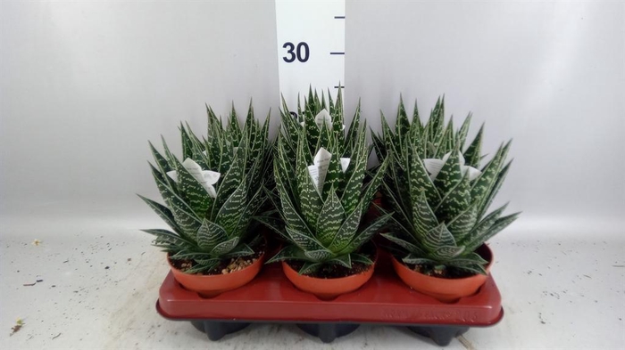 <h4>Aloe aristata 'Tiki Tahi'</h4>