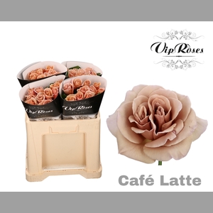 R GR CAFE LATTE x40
