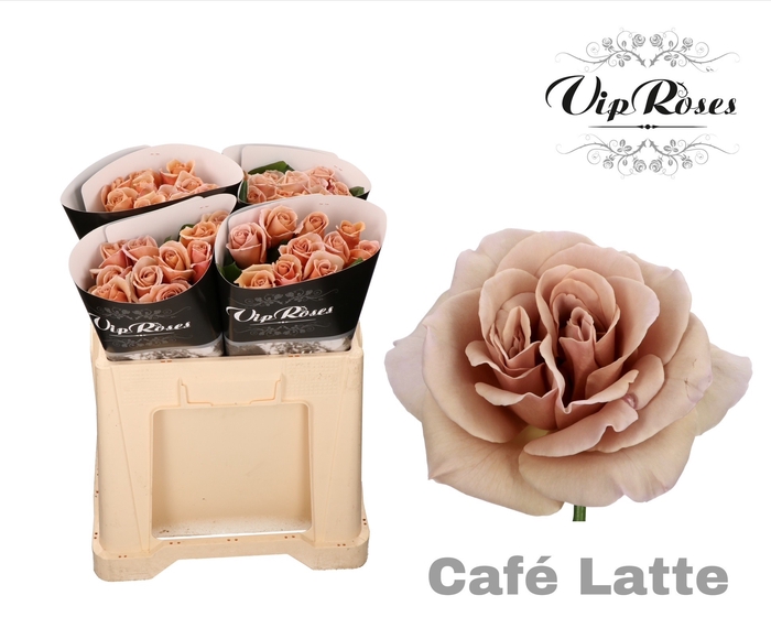 R GR CAFE LATTE x40