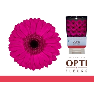Gerbera Bon Dia Diamond