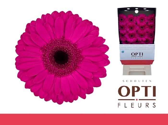 <h4>Gerbera Bon Dia Diamond</h4>