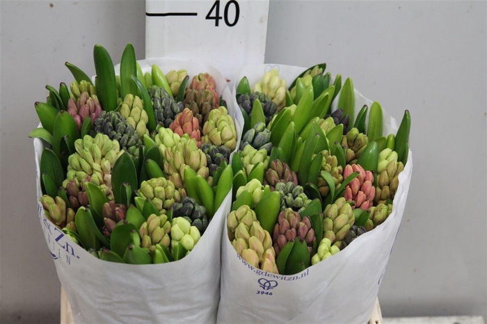 <h4>Hyac Gem 5 Kleuren</h4>