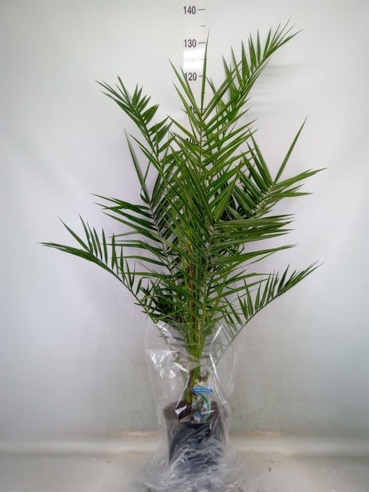 <h4>Phoenix canariensis</h4>