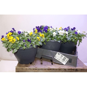 arr8 Vio Co End Gem In Pot