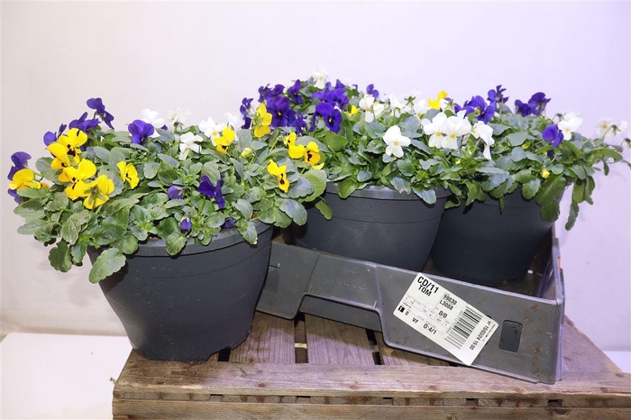 <h4>Vio Co End Gem In Pot</h4>