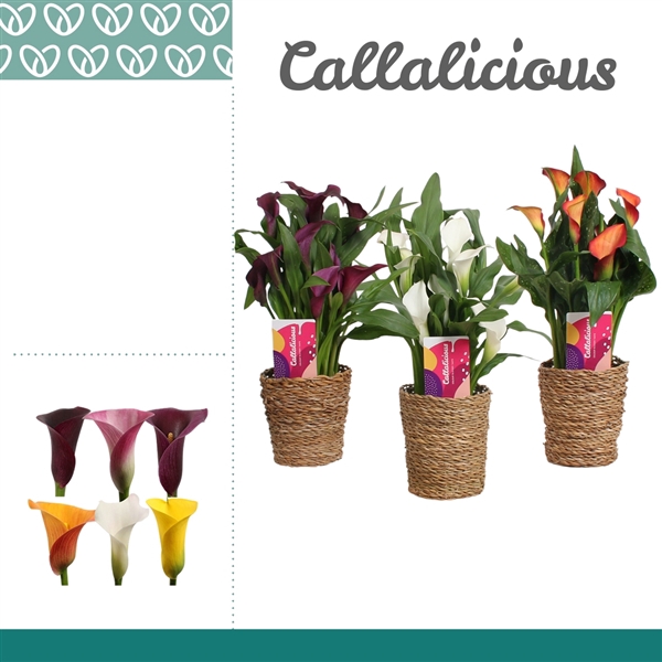 <h4>Zantedeschia Mix in Ruby mand</h4>