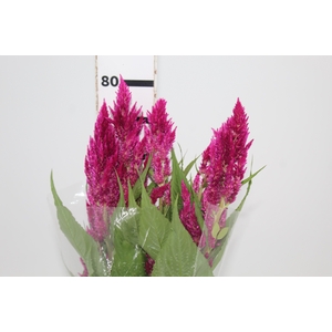 CELOSIA PLUMOSA CENTURY ROSE 070 CM