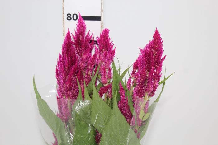 <h4>CELOSIA PLUMOSA CENTURY ROSE 070 CM</h4>