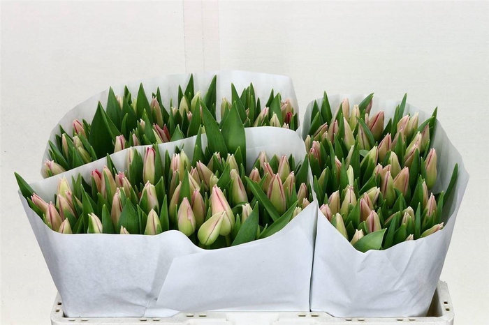 <h4>Tulp Enkel Ganders Rhapsody</h4>