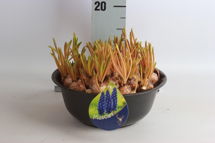 <h4>ARR MUSCARI</h4>