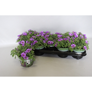 Calibrachoa Blue