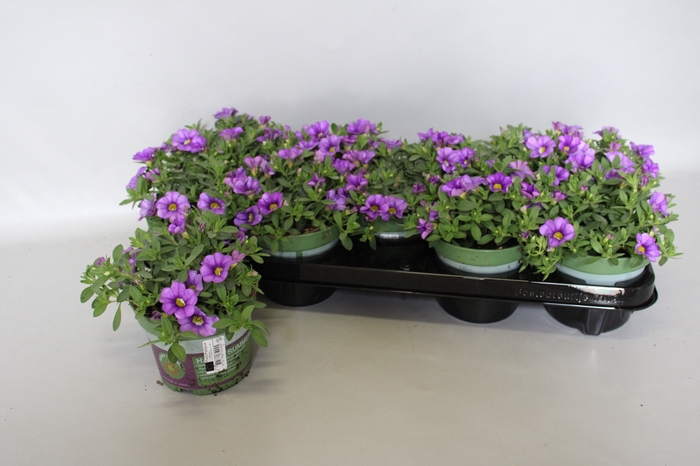 <h4>Calibrachoa Blue</h4>