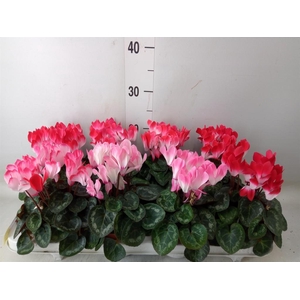 Cyclamen MD 'Indiaka'