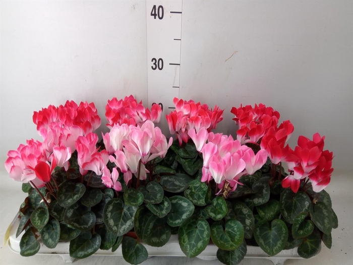 <h4>Cyclamen MD 'Indiaka'</h4>